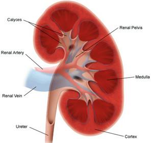 kidney failure basics