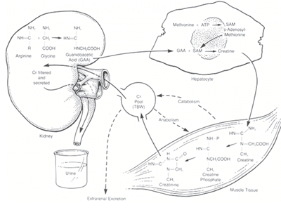 Creatinine