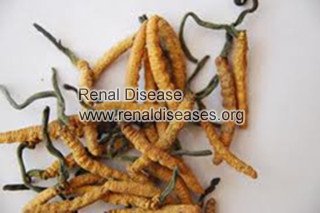 Is Cordyceps Sinensis Good for Patients with PKD