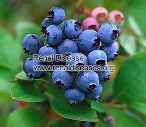 Is Blueberry Good for IgA Nephropathy