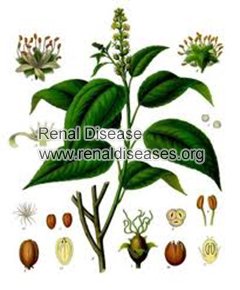 Traditional Chinese Herbs for Bilateral Renal Cortical Cyst