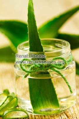Is Aloe Vera a Good Choice for Kidney Failure Patients