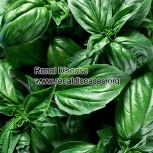 Natural Herbs for Swelling in Nephrotic Syndrome
