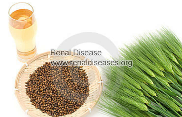 Is Barley Tea Good for Hypertensive Nephropathy Patients