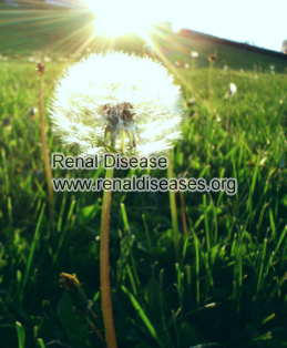 Is Dandelion Good for Hypertensive Nephropathy