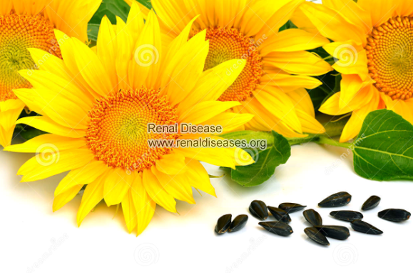 Are Sunflower Seeds Good for Hypertensive Nephropathy