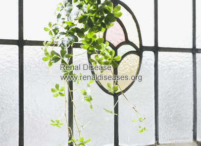 Do High Creatinine Levels Always Mean You Have CKD