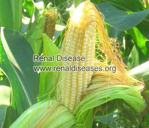  Is Corn Silk Recommended for CKD Patients