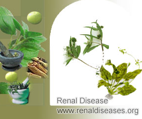 How Does Eclipta Prostrata Work for Kidney Disease