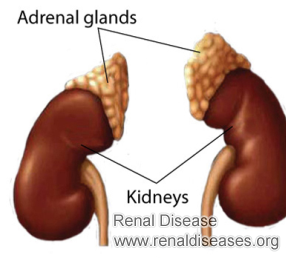 How Do Adrenal Glands Affect the Kidneys