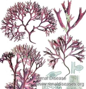Is Agar Agar Good for Stage 3 Kidney Disease Patients