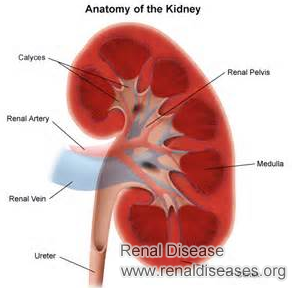 Is There Any Treatment to Remove Cysts from Kidneys