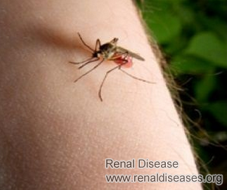Can Bug Bites Trigger Relapses of Nephrotic Syndrome in Children