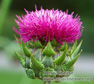 Can Milk Thistle Shrink Kidney Cysts