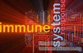 Kidney Disease and Immune System