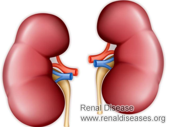 Is Enlarged Kidney Probably Compensation in Nature