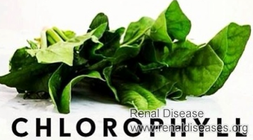 Can Chlorophyll Help Lower High Creatinine Level