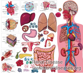 How Will Other Body Systems Be Affected If Kidneys Begin to Shut Down 