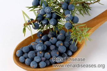 Is It OK to Eat Juniper Berry for PKD Patients