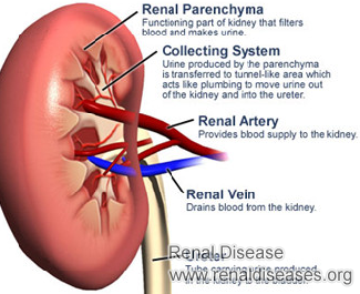What Is the Treatment for Grade 3 Renal Parenchymal Disease
