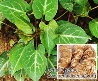 Can End Stage Renal Disease Eat He Shou Wu