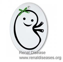 Is Creatinine 1.5 Dangerous for A Person with Only One Kidney