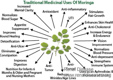 Can Moringa Fight Against Kidney Disease