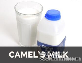 Is Camel Milk Good for Patients with High Creatinine 4