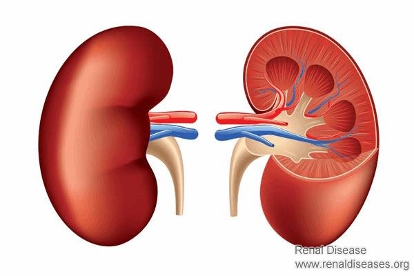 If Kidneys Become Small What Happen