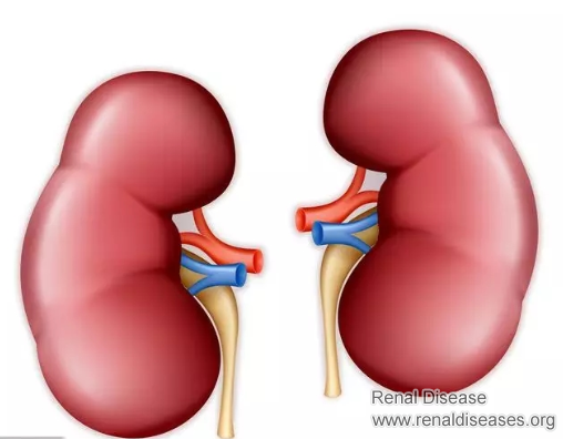 Why Should Diabetics Care About Kidney Health
