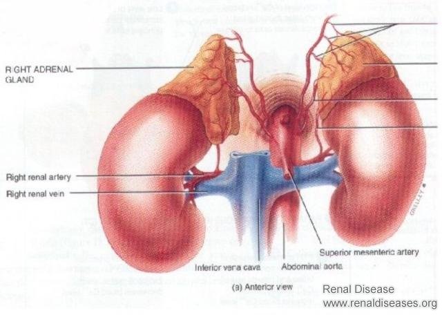 Why Your Nephritis Can Not Be Cured? Do You Know These 6 Causes?