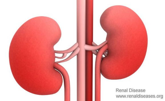 If Your Kidneys Only Function at 36%, What Does That Mean