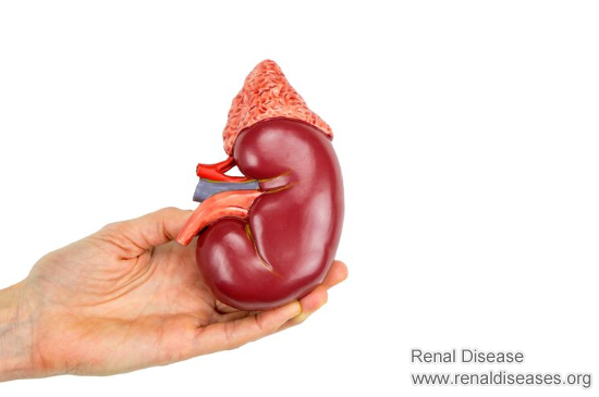 4 Points Help You Get Kidney Function Back Quickly and Well