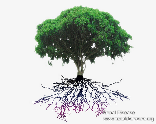 To Reduce Creatinine Level Effectively, You Should Treat it from the Root