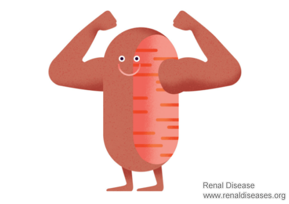 What Can I Take to Give More Energy with IgA Nephropathy